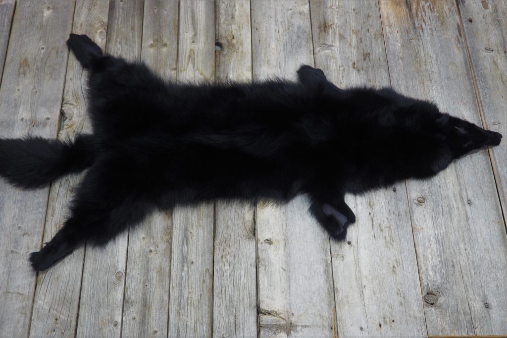 Dyed black coyote